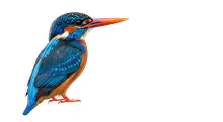 Isolated kingfisher with vibrant colors, perched and looking away, against a clean backdrop