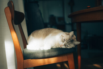 椅子の上で眠る猫