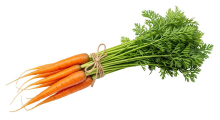 Isolated bunch of fresh farm carrots with green leafy tops, tied with twine, close-up