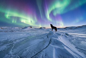 Black wolf howling on frozen snow and ice landscape under vibrant green and purple aurora borealis night sky wild animal solitude cold winter arctic wilderness scene