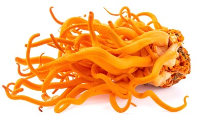 Bright orange cordyceps mushroom cluster, vibrant against a stark white backdrop, showcases its unique, noodle-like shape