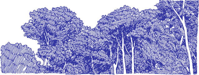 Fototapeta premium A blue and white drawing of trees. The trees are in a forest and are very tall. The drawing is very detailed. vector illustration
