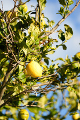 A breathtaking lemon tree in full bloom, radiating vibrant yellow fruits and lush green leaves.