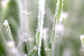 Frosty nature grass background in daylight