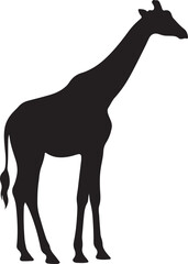 Black silhouette of giraffe standing on white background, vector