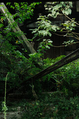 plants in abandoned buildings