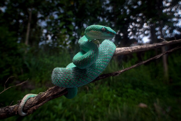 Close-up of a Blue viper snake coiled around a branch, Viper blue insularis staying on the branch waiting for the prey, Trimeresurus insularis Indonesia's pit vipers closeup on branch