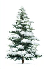 Obraz premium Snow-covered evergreen tree illustration.