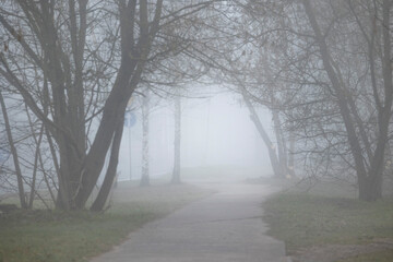Obraz premium A foggy city landscape with trees growing on the sides of a street. Early spring scenery of Riga, Latvia, Europe.