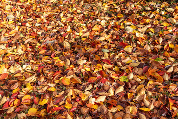地面を覆う大量の落ち葉