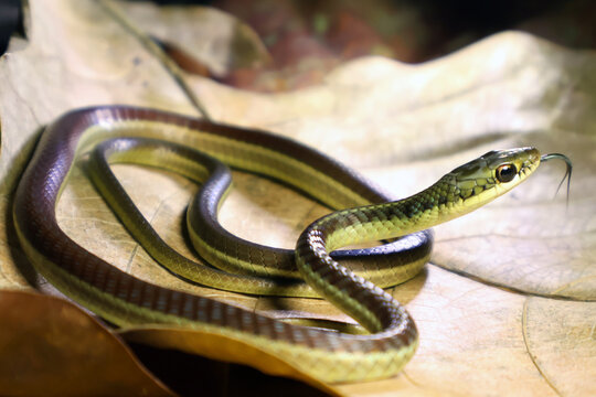 Dendrelaphis subocularis snake closeup on dry leaves, Striped bronzeback snake (Dendrelaphis subocularis) coiled on dry leaf, Dendrelaphis subocularis blending with the dry leaf litter