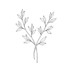 Fototapeta premium Line drawing of a plant with two stems and leaves on a white background in a simple style.