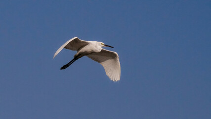 Graceful Little Egret Soaring Across a Clear Blue Sky
