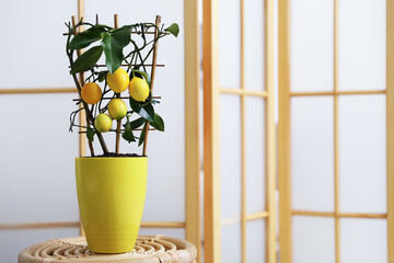 Potted lemon tree with ripe fruits on table indoors, space for text