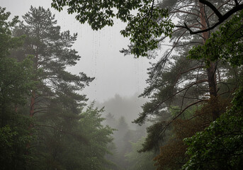 Misty forest path shrouded in fog and light rain, creating an atmospheric and serene natural landscape with tall evergreen trees and lush green foliage
