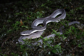
Dragon Snake (Xenodermus javanicus) coiled on moss, Nocturnal portrait of a unique dragon snake in...