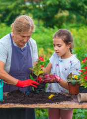 Women grandmother and granddaughter are planting flowers in the garden. Selective focus.