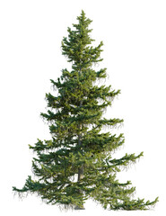 Fototapeta premium Abies nordmanniana tree front view, cutout, 4k png, transparent background, isolate, Majestic fir tree with lush green needles for your design projects now