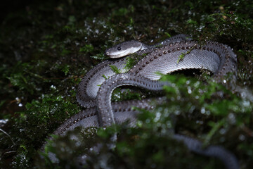 
Dragon Snake (Xenodermus javanicus) coiled on moss, Nocturnal portrait of a unique dragon snake in tropical habitat, Javan dragon snake blending into dark moss