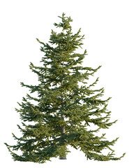 Abies nordmanniana tree front view, cutout, 4k png, transparent background, isolate, Majestic evergreen tree with lush needles for holiday or forest designs