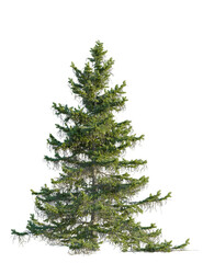 Abies nordmanniana tree front view, cutout, 4k png, transparent background, isolate, Majestic evergreen tree isolated for nature scenes or holiday designs.