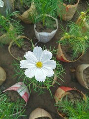 White Flower in the Garden