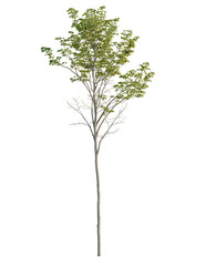 Acer pseudoplatanus tree front view, cutout, 4k png, transparent background, isolate, Isolated young tree with fresh green foliage for landscaping design needs