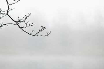 A pastel colored foggy landscape of trees growing on the shore of a lake. Early spring scenery of Latvia, Europe.