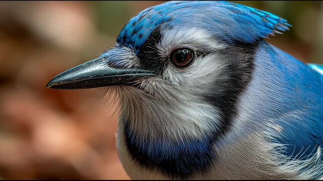A blue jay perches in the forest, showcasing its bright blue feathers and black markings as fallen leaves surround it
