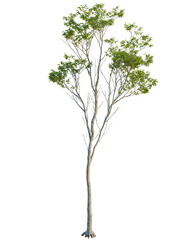 Fototapeta premium Castanea sativa tree front view, cutout, 4k png, transparent background, isolate, Elegant tree with lush green leaves for nature-inspired designs and graphics