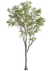 Obraz premium Celtis australis tree front view, cutout, 4k png, transparent background, isolate, Vibrant green tree with realistic detail perfect for architectural renders