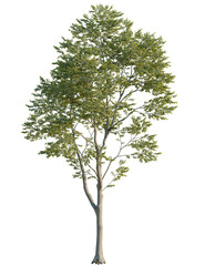Celtis australis tree front view, cutout, 4k png, transparent background, isolate, Elegant tree with lush green leaves perfect for landscape designs and renderings