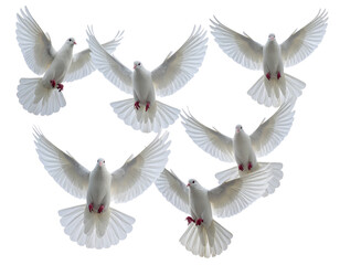 Obraz premium Group of White Doves Flying Together — Soft Upward Formation, Isolated PNG 