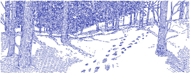 Fototapeta premium A blue and white drawing of a snowy forest with a path. The path is covered in footprints. vector illustration