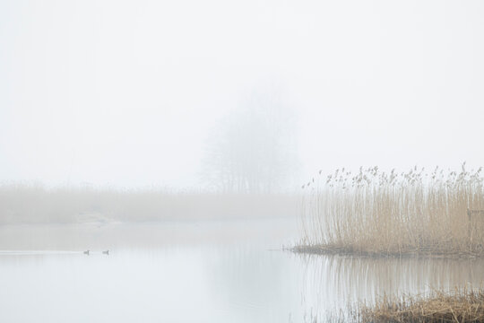 Beautiful adult mallard ducks swimming in foggy lake. Early spring scenery in Latvia, Europe.