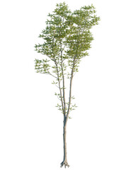Obraz premium Fraxinus excelsior tree front view, cutout, 4k png, transparent background, isolate, Graceful young tree with delicate green leaves for serene nature scenes