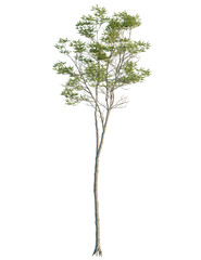 Obraz premium Fraxinus excelsior tree front view, cutout, 4k png, transparent background, isolate, Elegant tree with transparent background for professional nature designs