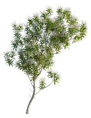 Obraz premium Grevillea baileyana tree front view, cutout, 4k png, transparent background, isolate, Delicate blossoms of a small flowering tree, perfect for spring designs
