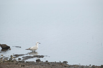 Beautifu white seagulls at the shore of a lake in fog. Early spring scenery of Latvia, Europe.