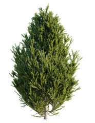 Juniperus communis tree front view, cutout, 4k png, transparent background, isolate, Beautiful vibrant green tree for landscape design and architectural rendering