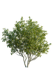 Obraz premium Mespilus germanica tree front view, cutout, 4k png, transparent background, isolate, Lush flowering bush adds vibrant color to your landscape designs