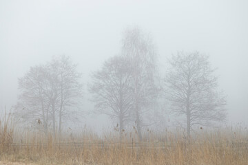 Fototapeta premium A beautiful early spring scwenery at the park with a thick fog. Seasonal landscape in Latvia, Europe.