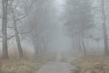 A beautiful early spring scwenery at the park with a thick fog. Seasonal landscape in Latvia, Europe.