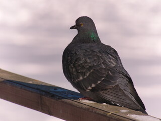 A close up shot of a pigeon