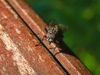 A close up shot of a fly sitting on a handrail