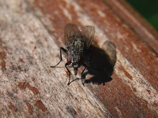 A close up shot of a fly sitting on a handrail