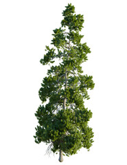 Pinus cembra tree front view, cutout, 4k png, transparent background, isolate, Majestic pine tree reaching towards the sky, perfect for nature designs