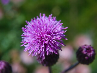 A close up shot of Cirsium arvense flower