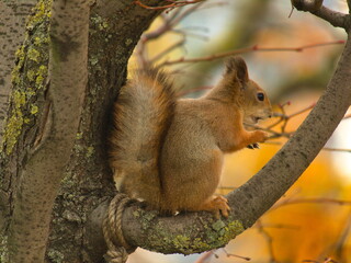 Fototapeta premium A concerned squirrel sitting on a tree branch
