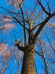 A huge tree piercing into the blue sky